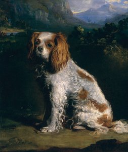 Ein King Charles Spaniel